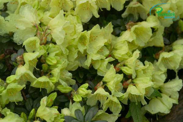 Rhododendron Christopher Wren